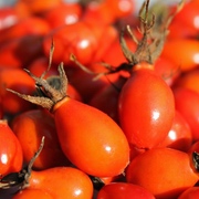 Rosen - Hagebutten Rosen - Hagebutten